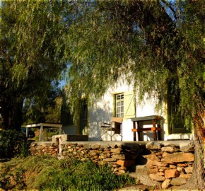 Fig Tree, Die Poort (Photo taken by Raymond)